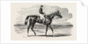 Epsom Races: Teddington, the Winner of the Derby, UK, Horse Racing, Equestrian by Anonymous