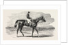Epsom Races: Teddington, the Winner of the Derby, UK, Horse Racing, Equestrian by Anonymous