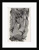 Humming Birds, from Mr. Gould's Collection, in the Gardens of the Zoological Society, Regent's Park, London by Anonymous