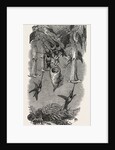 Humming Birds, from Mr. Gould's Collection, in the Gardens of the Zoological Society, Regent's Park, London by Anonymous