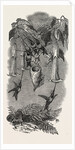 Humming Birds, from Mr. Gould's Collection, in the Gardens of the Zoological Society, Regent's Park, London by Anonymous