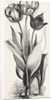 1. Seedling Tulip, Raised by Mr. Groom. 2. Feathered Bizard Tulip: Dr. Horner 3. Wild Tulip of the Levant by Anonymous