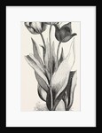 1. Seedling Tulip, Raised by Mr. Groom. 2. Feathered Bizard Tulip: Dr. Horner 3. Wild Tulip of the Levant by Anonymous
