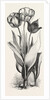 1. Seedling Tulip, Raised by Mr. Groom. 2. Feathered Bizard Tulip: Dr. Horner 3. Wild Tulip of the Levant by Anonymous