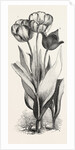 1. Seedling Tulip, Raised by Mr. Groom. 2. Feathered Bizard Tulip: Dr. Horner 3. Wild Tulip of the Levant by Anonymous