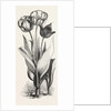 1. Seedling Tulip, Raised by Mr. Groom. 2. Feathered Bizard Tulip: Dr. Horner 3. Wild Tulip of the Levant by Anonymous
