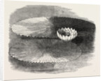Victoria Regia, in Flower, at Messrs. Weeks's, King's Road Nursery, Chelsea, London by Anonymous