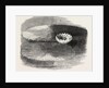 Victoria Regia, in Flower, at Messrs. Weeks's, King's Road Nursery, Chelsea, London by Anonymous