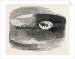 Victoria Regia, in Flower, at Messrs. Weeks's, King's Road Nursery, Chelsea, London by Anonymous