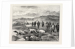 Pointer and Setter Grouse Trials at Rhiwlas, North Wales: General View of the Ground by Anonymous