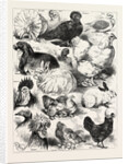 The Poultry, Pigeon, and Rabbit Show at the Crystal Palace, London by Anonymous