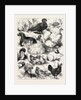 The Poultry, Pigeon, and Rabbit Show at the Crystal Palace, London by Anonymous