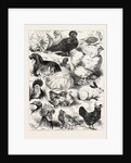 The Poultry, Pigeon, and Rabbit Show at the Crystal Palace, London by Anonymous