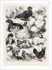 The Poultry, Pigeon, and Rabbit Show at the Crystal Palace, London by Anonymous