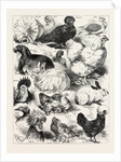 The Poultry, Pigeon, and Rabbit Show at the Crystal Palace, London by Anonymous