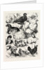 The Poultry, Pigeon, and Rabbit Show at the Crystal Palace, London by Anonymous