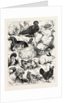 The Poultry, Pigeon, and Rabbit Show at the Crystal Palace, London by Anonymous