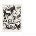 The Poultry, Pigeon, and Rabbit Show at the Crystal Palace, London by Anonymous