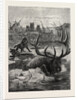 A Stag's Race for Life by Anonymous