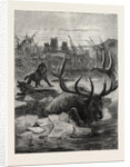 A Stag's Race for Life by Anonymous