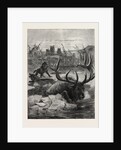 A Stag's Race for Life by Anonymous