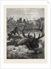 A Stag's Race for Life by Anonymous
