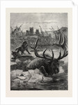 A Stag's Race for Life by Anonymous