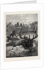 A Stag's Race for Life by Anonymous