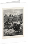 A Stag's Race for Life by Anonymous