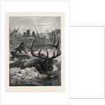 A Stag's Race for Life by Anonymous