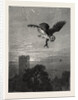 Catching an Owl by Anonymous