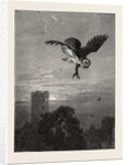 Catching an Owl by Anonymous