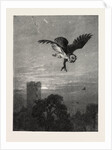 Catching an Owl by Anonymous