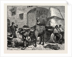 The Raw Material: A Team of Buffaloes Bringing Marble to a Sculptor's Studio in Rome, Italy by Anonymous