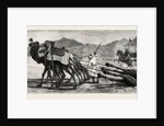 The Campaign in Afghanistan: A Camel's Funeral Procession by Anonymous