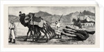 The Campaign in Afghanistan: A Camel's Funeral Procession by Anonymous