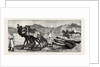 The Campaign in Afghanistan: A Camel's Funeral Procession by Anonymous