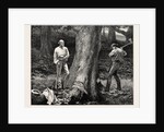 A Holiday Task at Hawarden, 1877, Gladstone Preparing to Fell a Tree by Anonymous