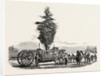 Removal of a Large, Tree from Chiswick to the New Gardens of the Horticultural Society at South Kensington, London by Anonymous