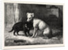 Landseer's Pet Dog Tiney and Pet Cat by Anonymous