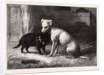 Landseer's Pet Dog Tiney and Pet Cat by Anonymous