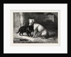 Landseer's Pet Dog Tiney and Pet Cat by Anonymous