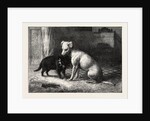 Landseer's Pet Dog Tiney and Pet Cat by Anonymous
