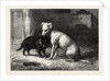 Landseer's Pet Dog Tiney and Pet Cat by Anonymous