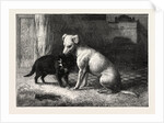 Landseer's Pet Dog Tiney and Pet Cat by Anonymous