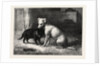 Landseer's Pet Dog Tiney and Pet Cat by Anonymous