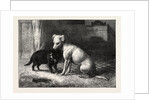 Landseer's Pet Dog Tiney and Pet Cat by Anonymous