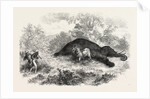 Sketches of South African Travel: The Lion and Dead Elephant by Anonymous