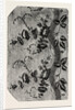 Pattern, Swiss Silk, Canton of Zurich, Switzerland by Anonymous