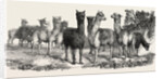 Alpacas, in the Knowsley Menagerie by Anonymous